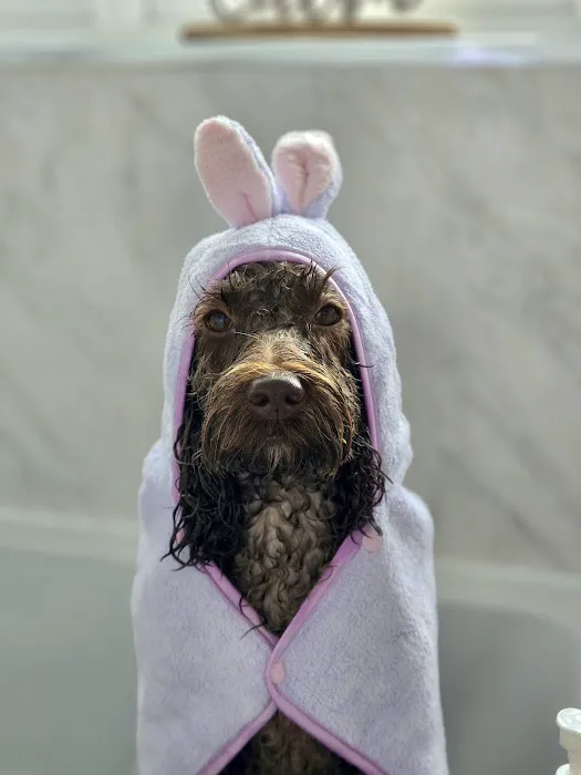 Pawsome Paws Boutique Ltd Picture 8