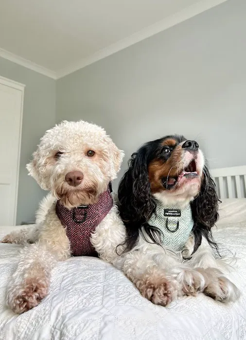 Pawsome Paws Boutique Ltd Picture 10