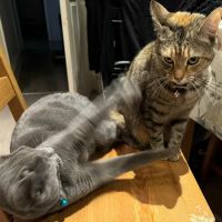 Tuesday Cattery ico