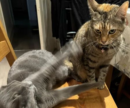 Tuesday Cattery