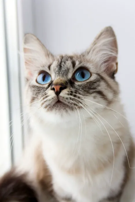 Tuesday Cattery Picture 2