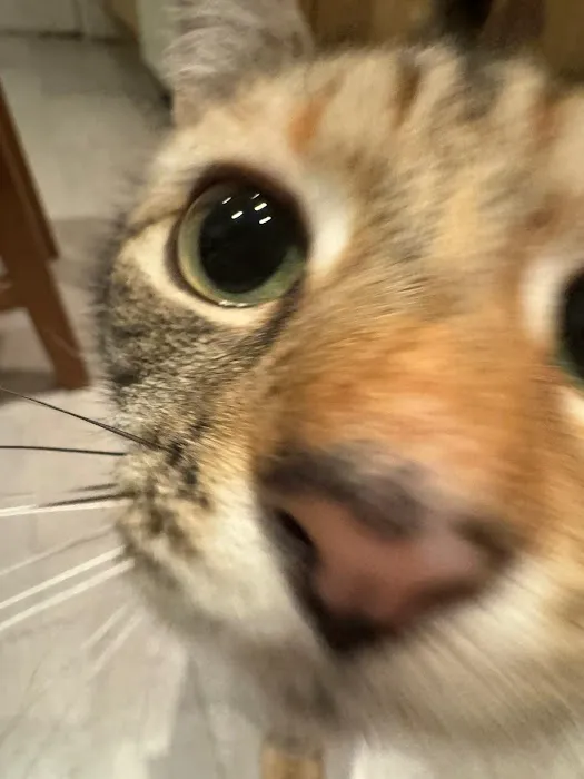 Tuesday Cattery Picture 5