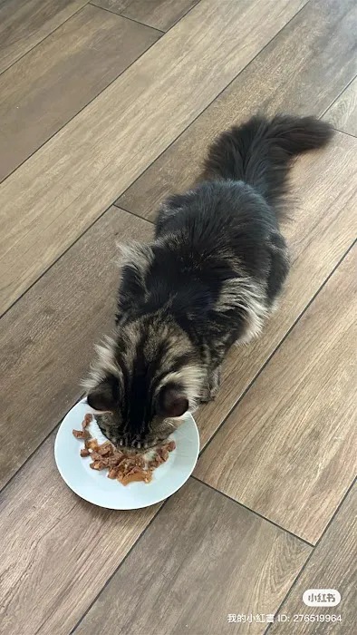 Tuesday Cattery Picture 6