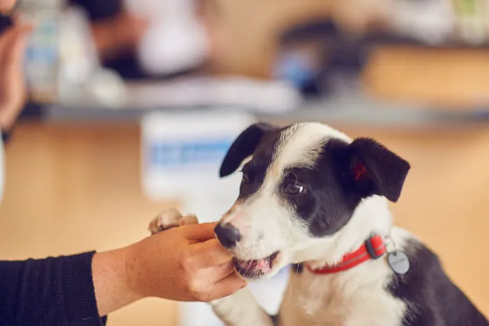 Hollygate Veterinary Clinic Picture 1