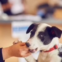 Hollygate Veterinary Clinic ico