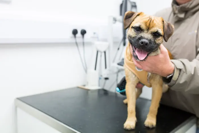 Hollygate Veterinary Clinic Picture 6