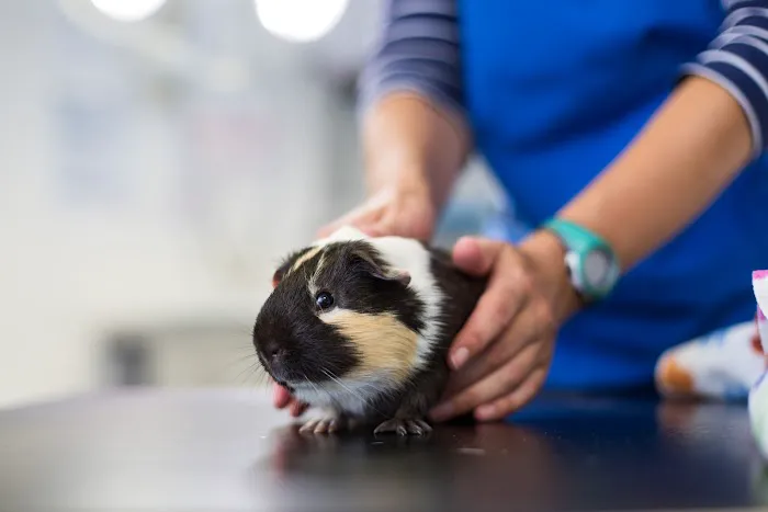 Hollygate Veterinary Clinic Picture 8