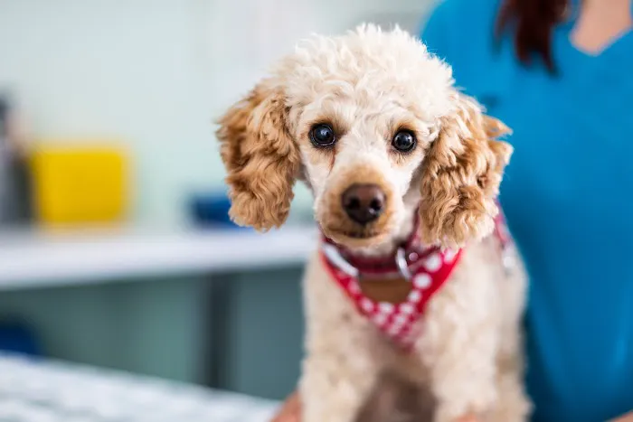 Hollygate Veterinary Clinic Picture 7