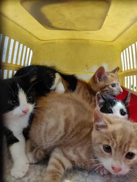 Gortlands Veterinary Clinic Picture 4