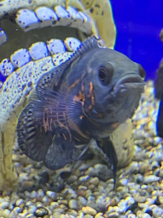 Coningsby Pet & Aquatics Ltd Picture 4