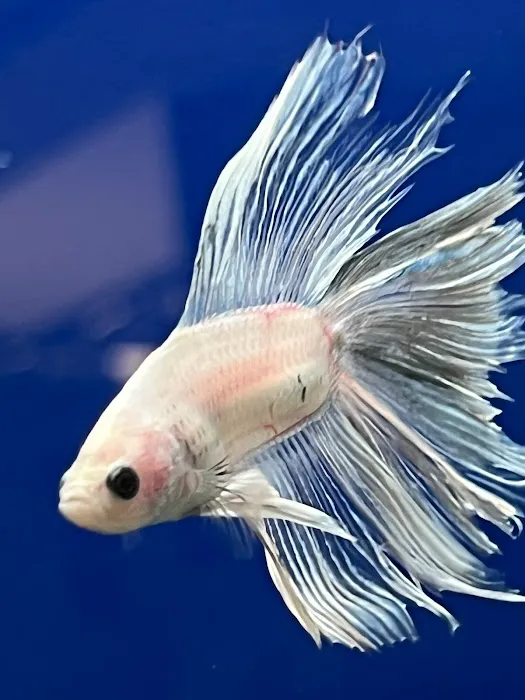 Coningsby Pet & Aquatics Ltd Picture 3