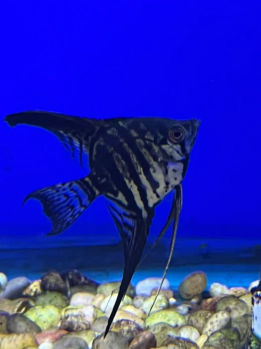 Coningsby Pet & Aquatics Ltd Picture 6