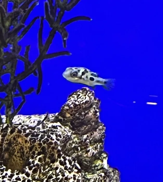 Coningsby Pet & Aquatics Ltd Picture 7