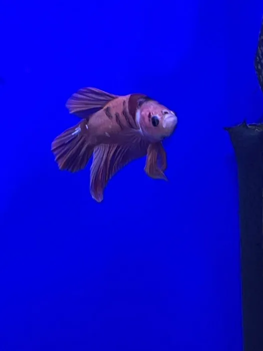 Coningsby Pet & Aquatics Ltd Picture 8