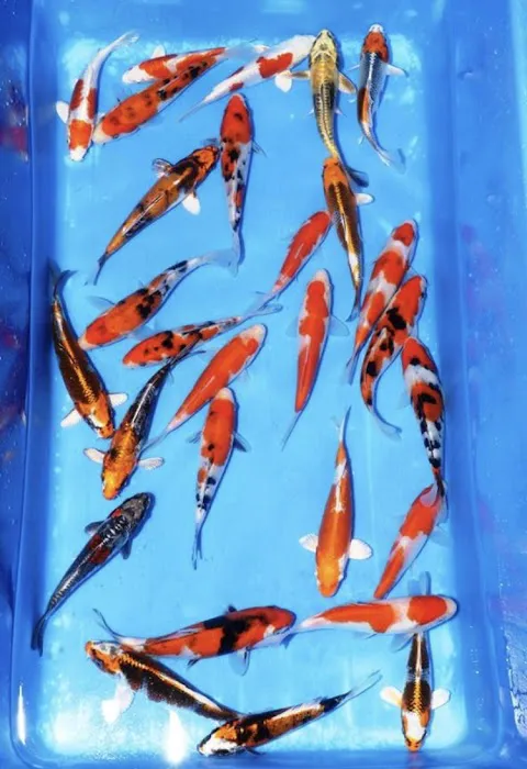 Clarke's Koi and Aquatic Centre Picture 1