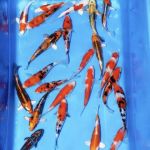 Clarke's Koi and Aquatic Centre