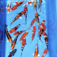 Clarke's Koi and Aquatic Centre ico