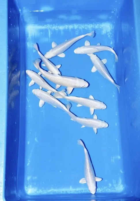 Clarke's Koi and Aquatic Centre Picture 4