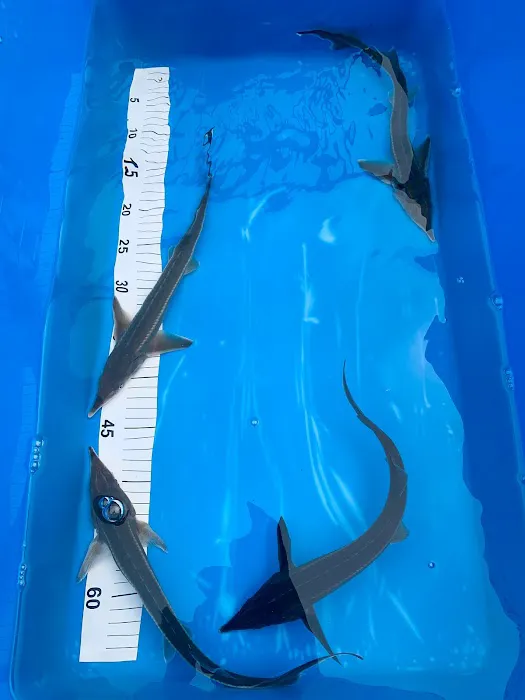 Clarke's Koi and Aquatic Centre Picture 7