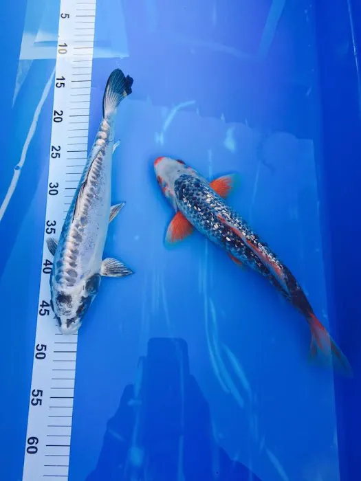 Clarke's Koi and Aquatic Centre Picture 9