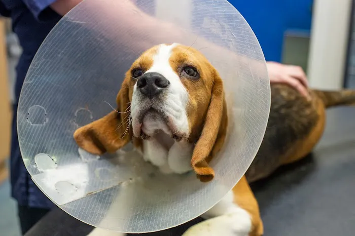 Fenaghy Veterinary Clinic Picture 1