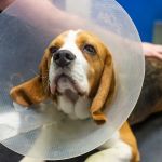 Fenaghy Veterinary Clinic