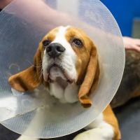 Fenaghy Veterinary Clinic ico