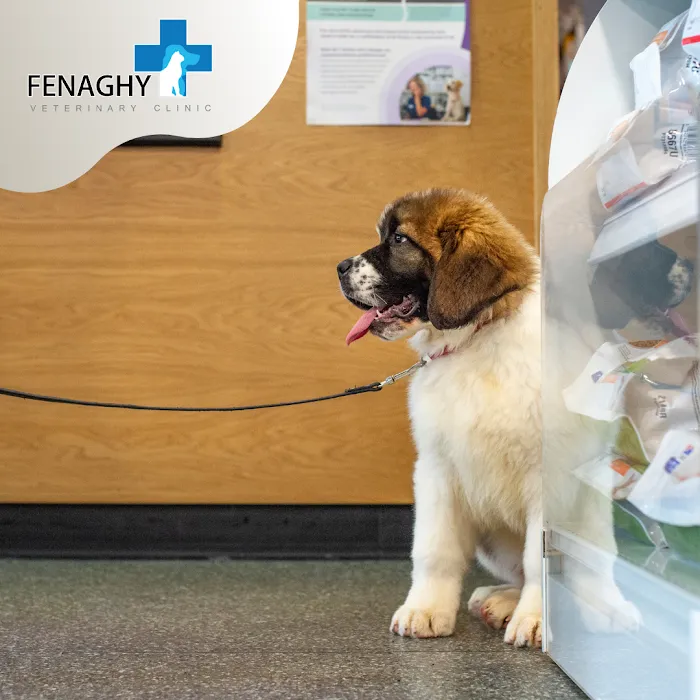 Fenaghy Veterinary Clinic Picture 3