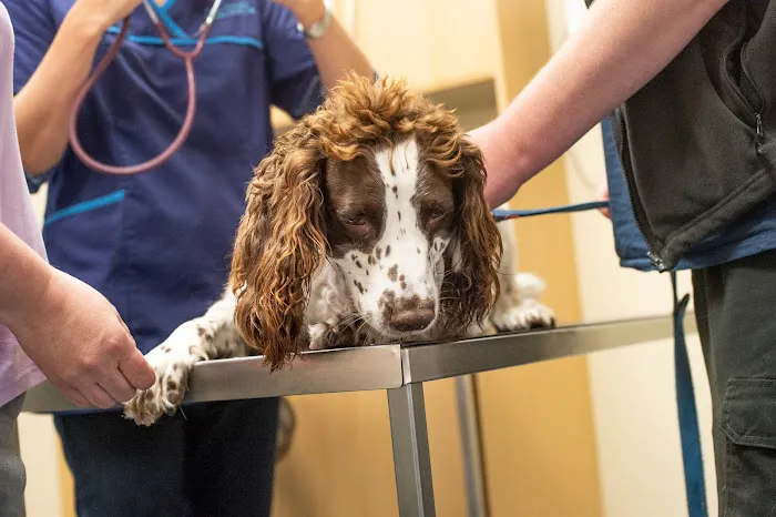 Fenaghy Veterinary Clinic Picture 4