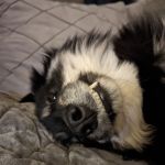 Firmount Veterinary
