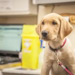 Myerscough Veterinary Group, Clayton Le Dale