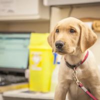 Myerscough Veterinary Group, Clayton Le Dale ico