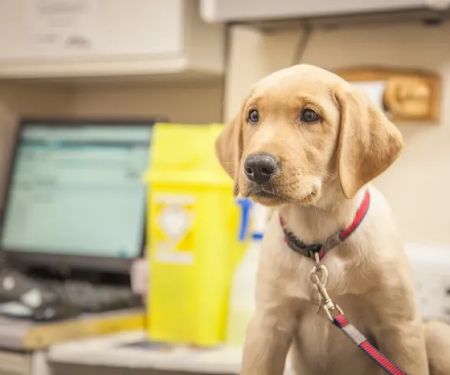 Myerscough Veterinary Group, Clayton Le Dale