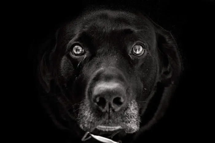 Next Level Dog Food Picture 2