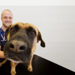 Vets Now Preston