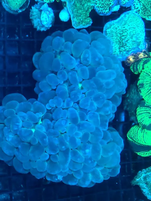 Mansfield Aquatics Limited Picture 4