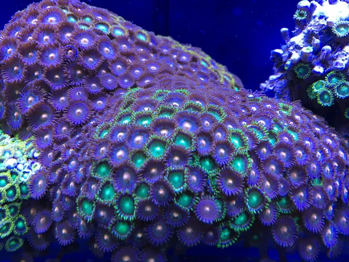 Mansfield Aquatics Limited Picture 5