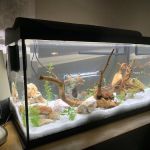 Pro Shrimp