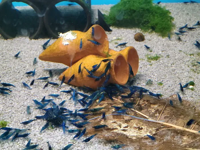 Pro Shrimp Picture 3