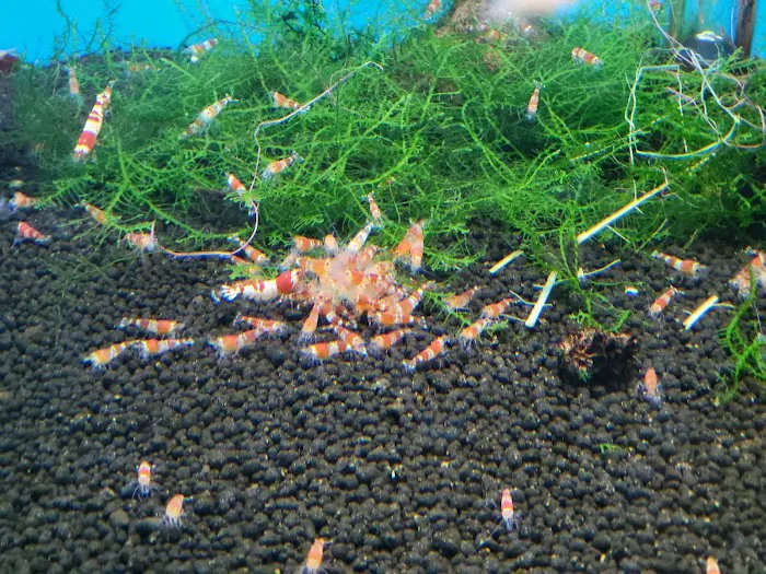 Pro Shrimp Picture 9