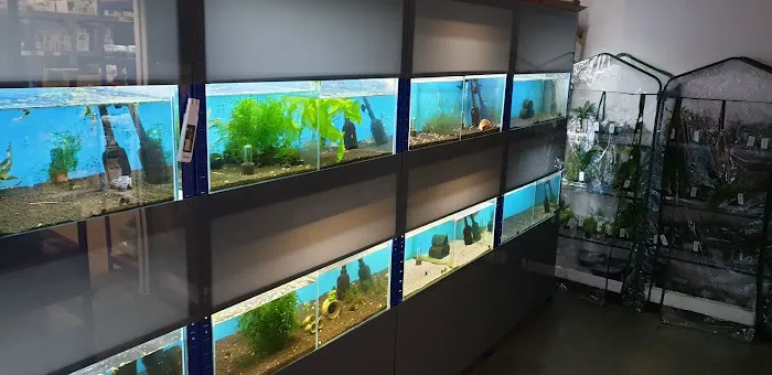 Pro Shrimp Picture 5