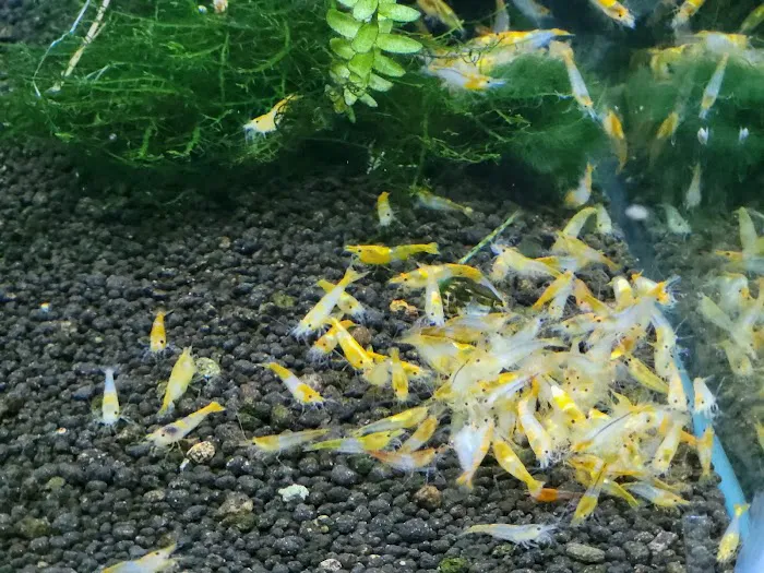 Pro Shrimp Picture 6