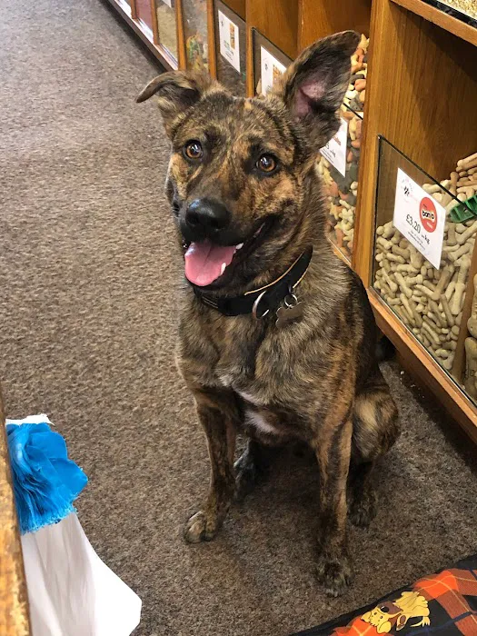 Pawsome Treats Picture 1