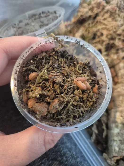 Isopods.co.uk Picture 1