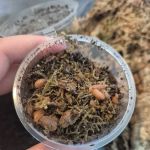Isopods.co.uk