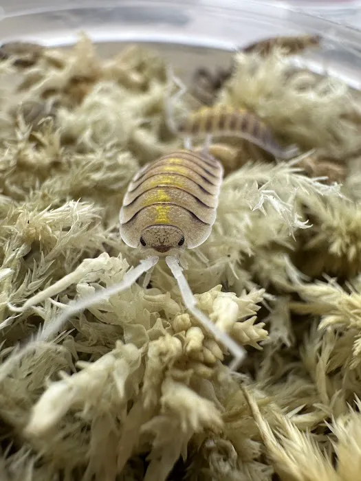 Isopods.co.uk Picture 2
