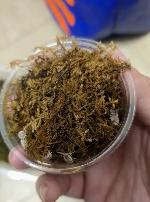 Isopods.co.uk Picture 4