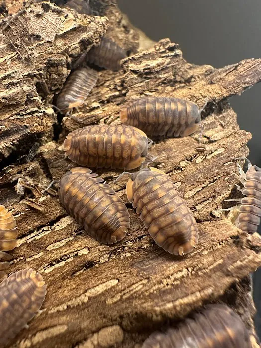 Isopods.co.uk Picture 6