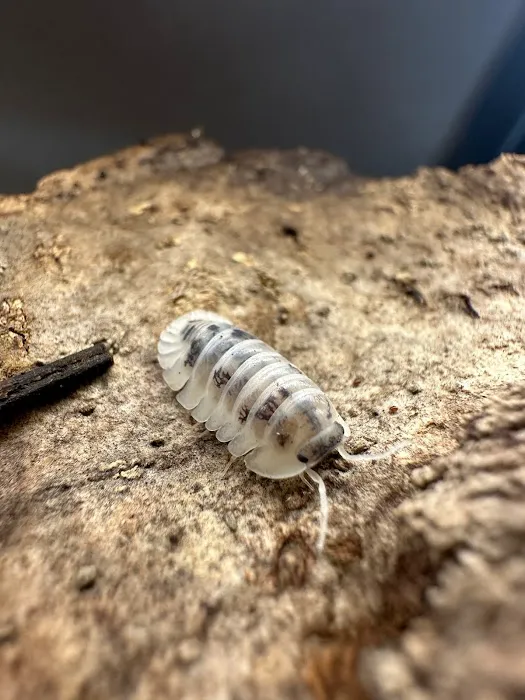 Isopods.co.uk Picture 5