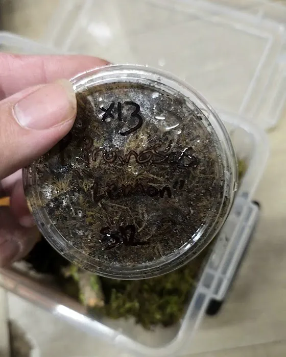 Isopods.co.uk Picture 7